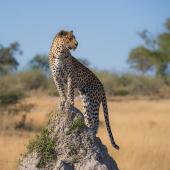 safari chobe et hwange