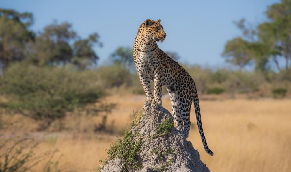 botswana-safari-chobe-et-hwange