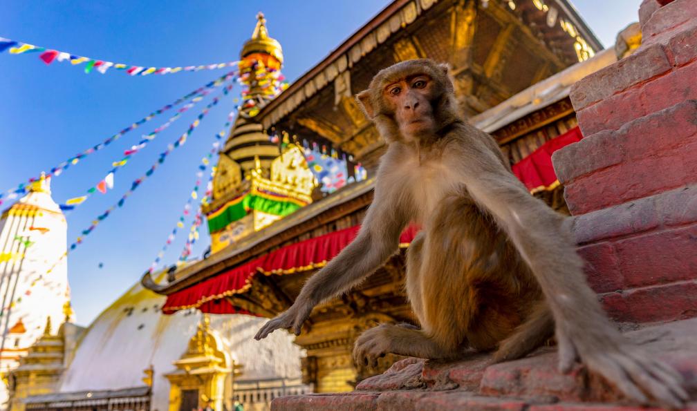 byakkaya -  Istock -  Singes autour de Swayambhunath, à Katmandou;Népal - Petits Sherpas : découverte du Népal en famille - 7