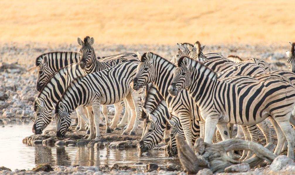 namibie-desert-du-kalahari