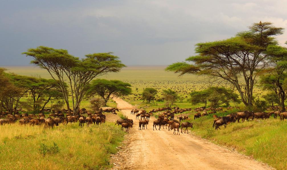 jacobeukman -  Istock -  Plaines de Serengeti, migration des gnous; Tanzanie - Objectif Kili et safaris de charme - 10