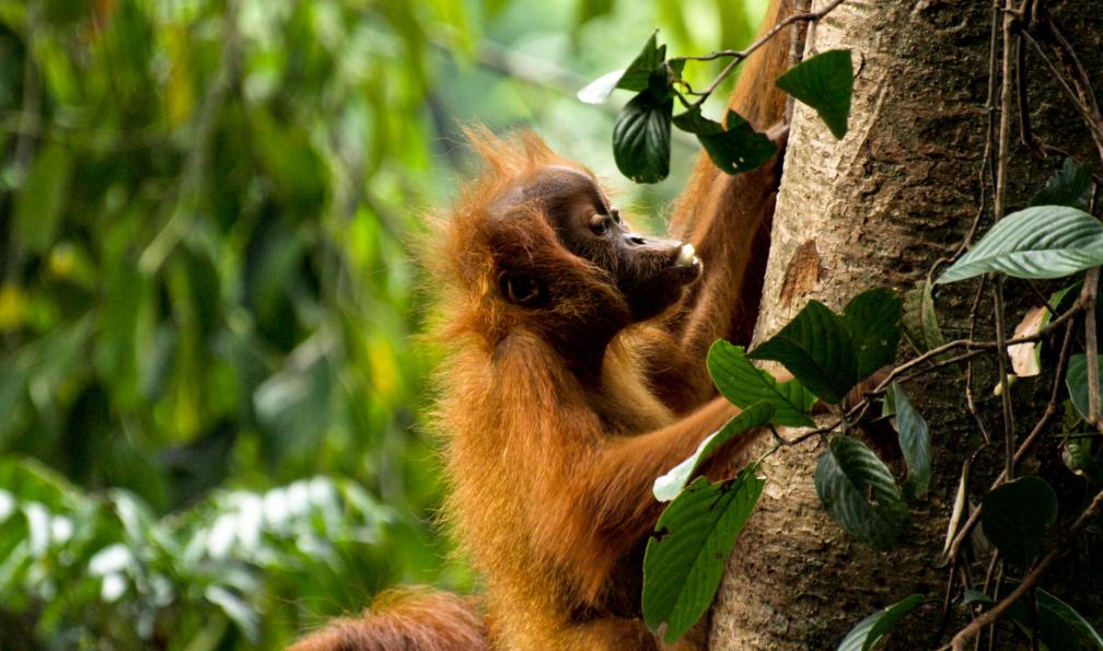 Bébé orang-outan, Bukit Lawang, Gunung Leuser, Sumatra, Indonésie. - Sumatra : Orang-Outan et volcan - 6