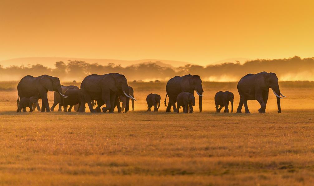 Ruzdi Ekenheim -  Istock -  Éléphants, Tanzanie - Du Kilimandjaro aux plaines du Serengeti - 9