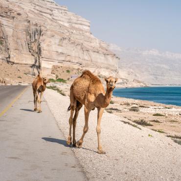 découverte oman