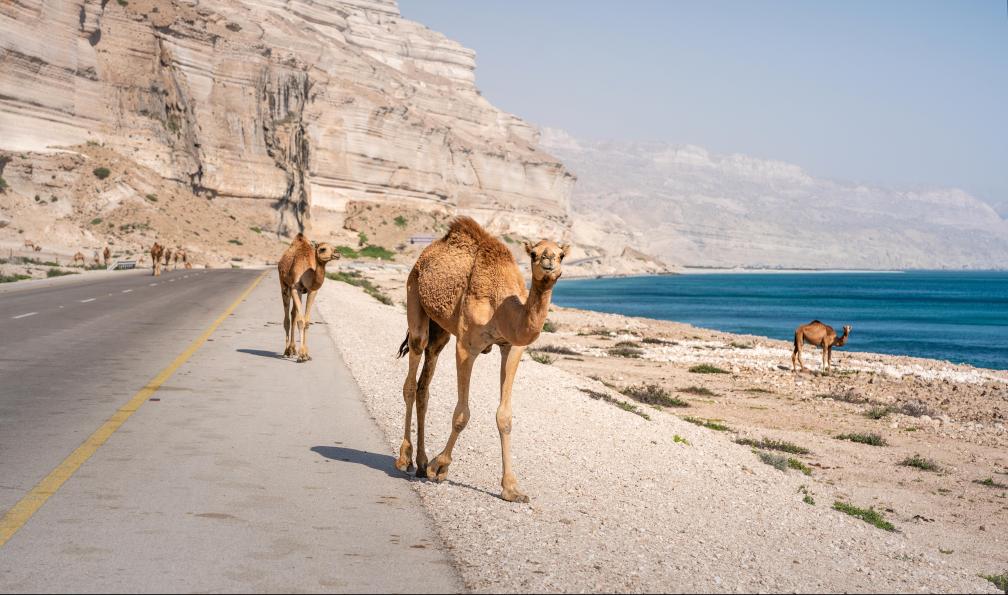 oman-decouverte-oman