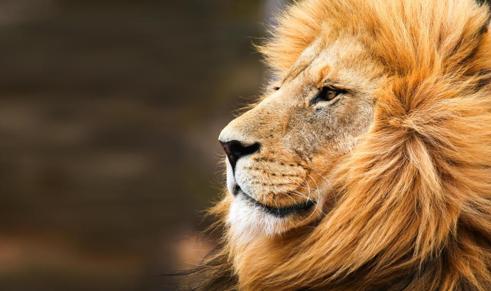 Objectif Kili et safaris de charme