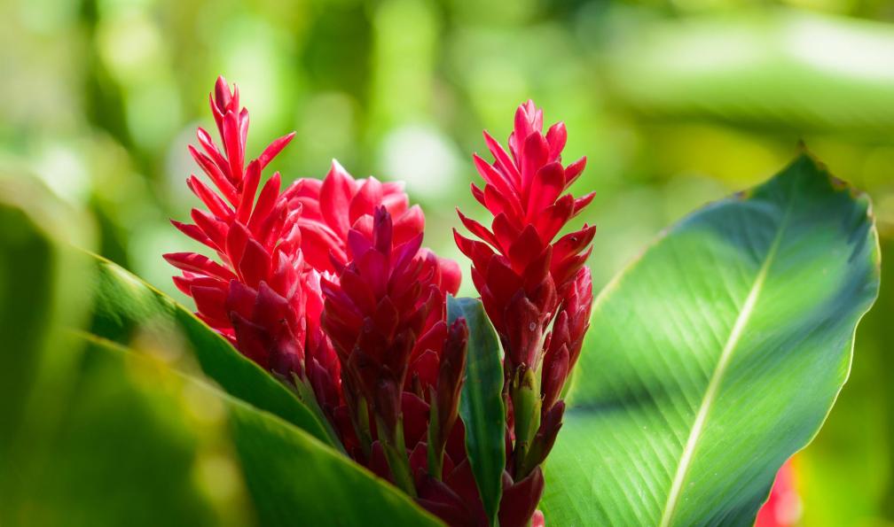 gael_f -  istock -  Fleur tropicale, Ile de la réunion - De cirques en cimes  - 6