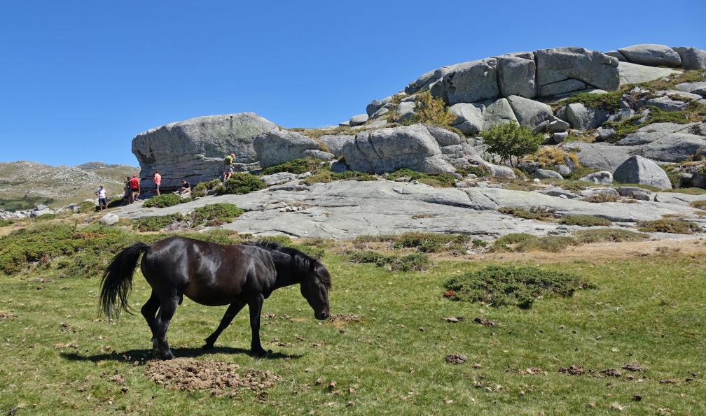 Patricia - Adobe stock - Randonneurs en pause près des chevaux en liberté sur le plateau de Cuscionu en Corse - Découverte du GR20 sud - 4