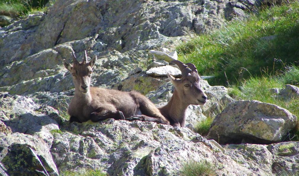 Chappaz -  Isabelle -  Jeunes bouquetins au repos dans le Parc du Mercantour, France - Le Mercantour en étoile depuis Casterino  - 3