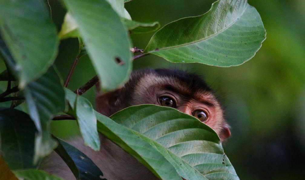 Image Mont kinabalu, toit de l'asie du sud-est