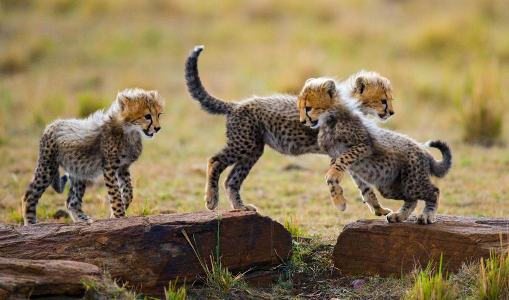 namibie-safari-namibie-famille