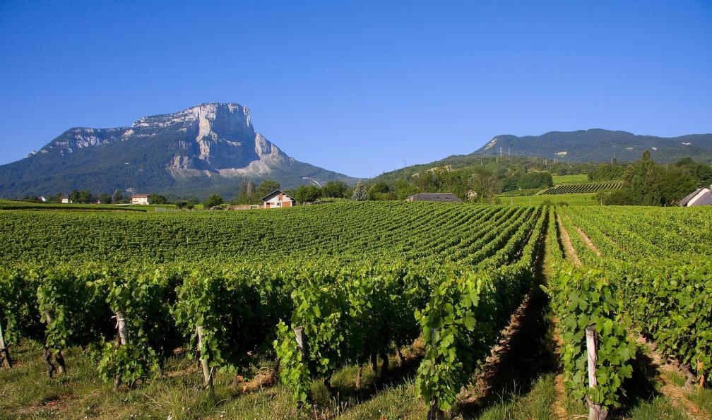 Antoine - Aurélien - stock.adobe.com - Les vignes autour du lac St André et le Mont Granier, Alpes, France - Du lac d'Annecy au lac du Bourget à vélo - 6