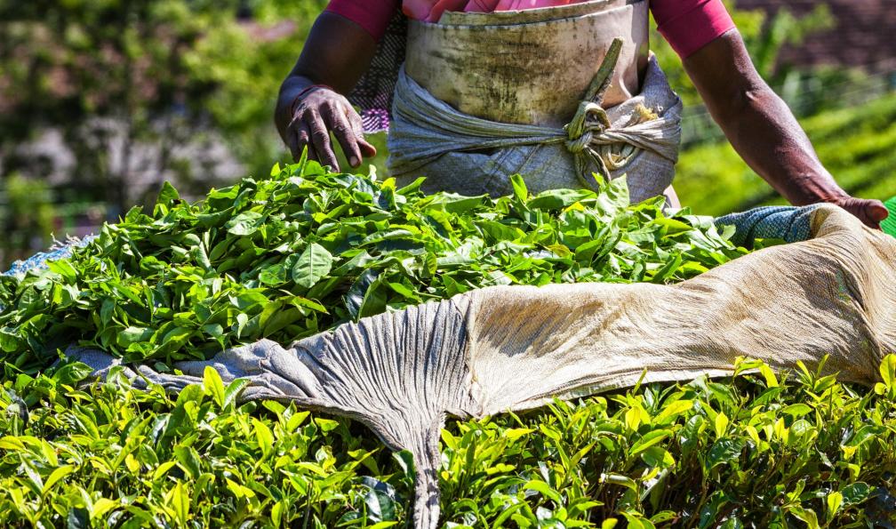 powerofforever -  istock -  Cueillette de thé, Inde du sud - Entre Tamil Nadu et Kerala, le trek des épices - 1