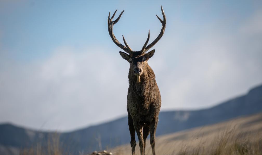 Nicolas - Adobe stock - Cerf sur le plateau d'Ombleze, Vercors, Alpes, France - Crêtes et sommets du Vercors - 11