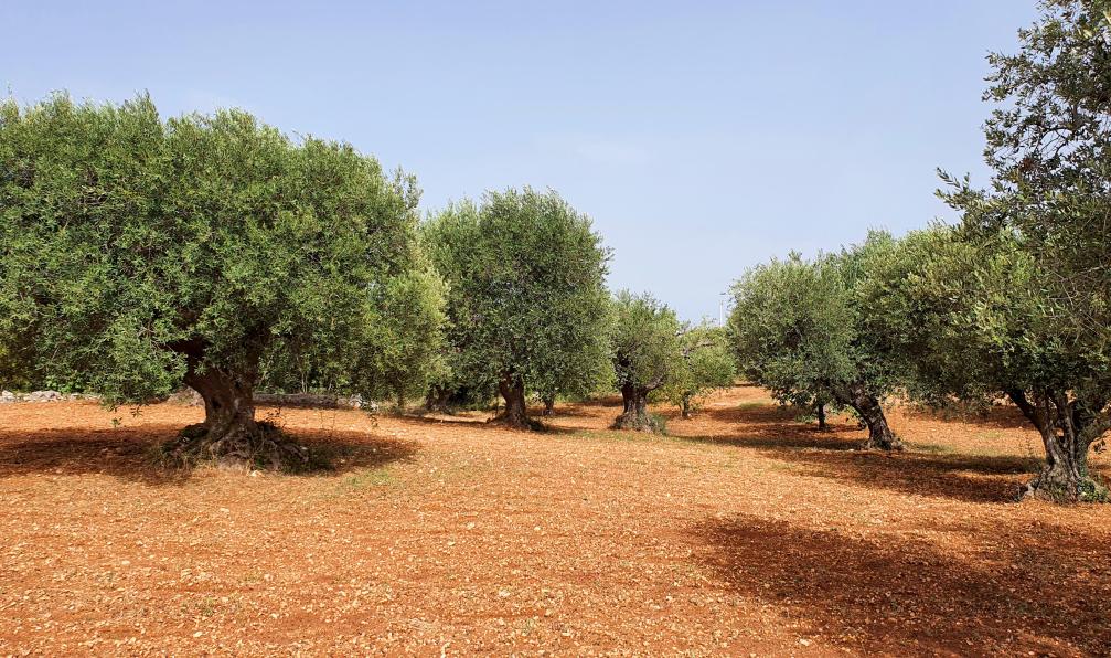 Garioud - Nadège - Champ d'oliviers et de terre rouge, paysage typique des campagnes d'Alborello et Ostuni, Pouilles, Italie - Les Pouilles du nord au sud - 2