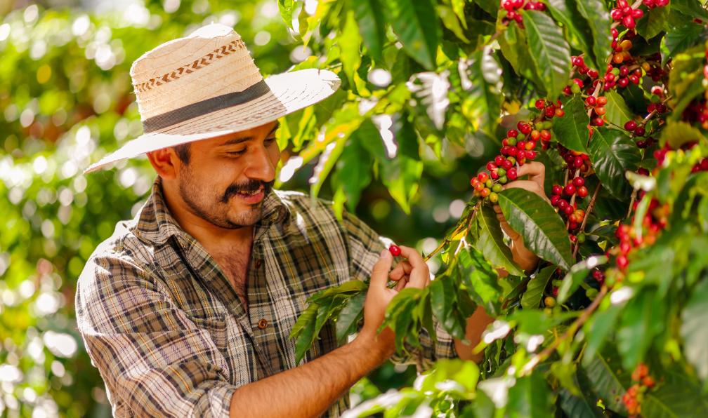 SALMONNEGRO - stock.adobe.com - Agriculteur cueillant des grains de café Arabica sur le caféier, Costa Rica - Multi-activités du Pacifique aux Caraïbes - 6