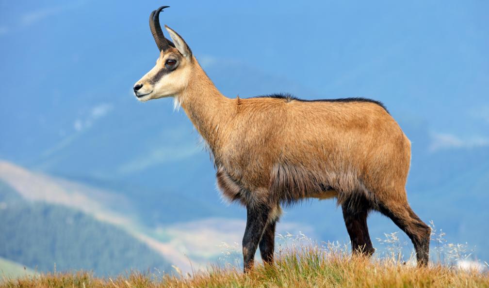 TTstudio - Adobe stock - Chamois, Alpes, France - Le tour du Queyras confort - 10