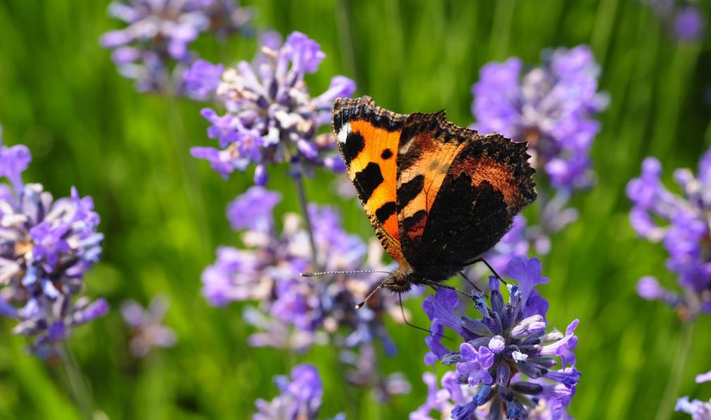 Alan_Lagadu -  istock -  Papillon, Provence, France - Week-end dans les gorges du Verdon - 8