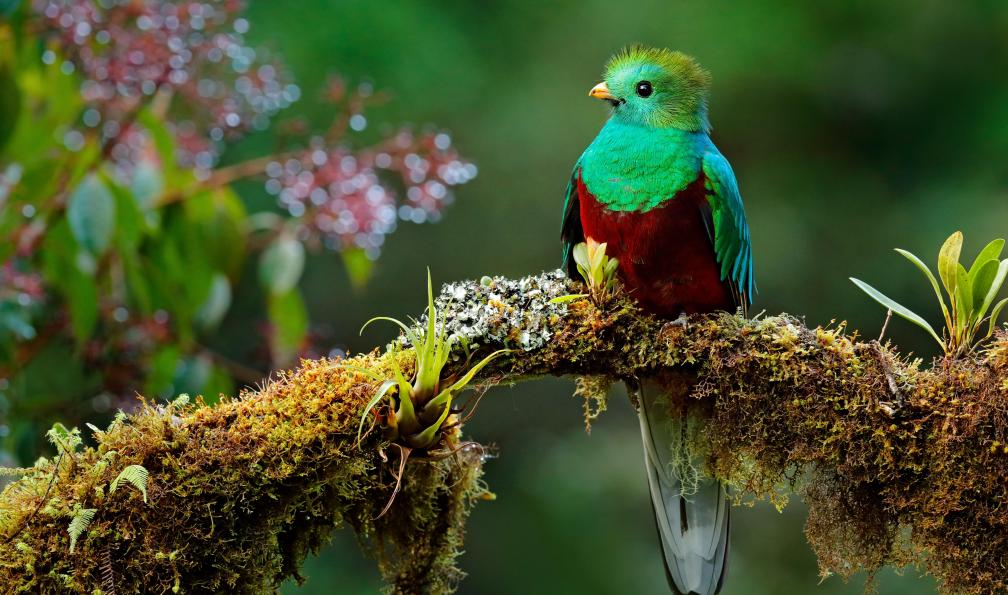 Ondrej Prosicky  -  shutterstock -  Quetzal, Costa Rica - Aventure tropicale - 4