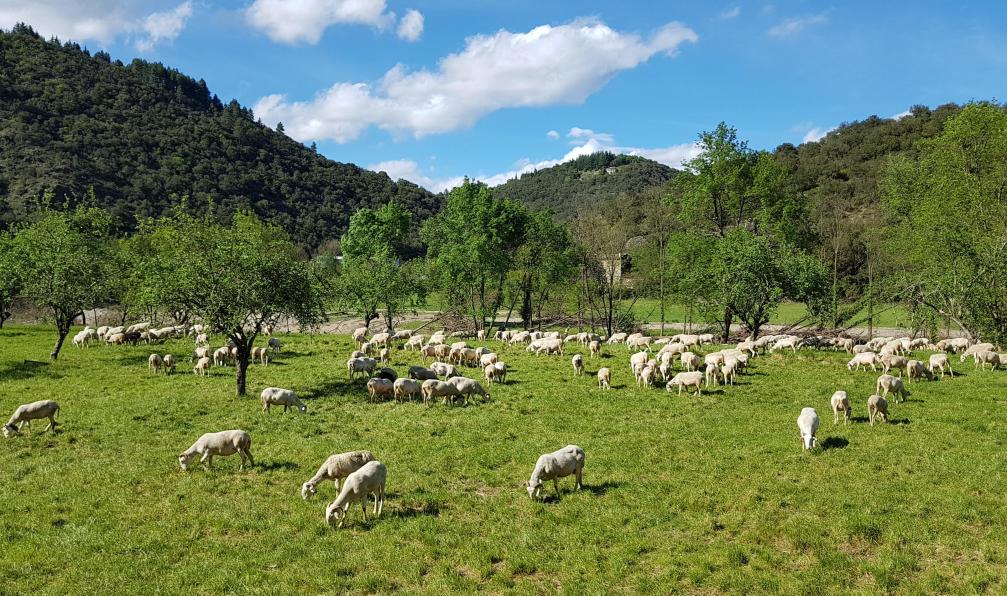 Alban Roger -  Cévennes, M3B5, France - Cévennes et Gorges du Tarn à vélo - 6