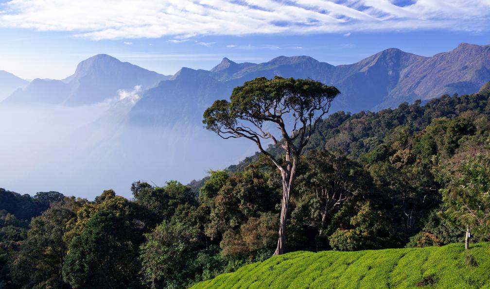 Zzvet -  Istock -  Montagnes et Champs de thé, Kerala, Inde du sud.  - Entre Tamil Nadu et Kerala, le trek des épices - 3