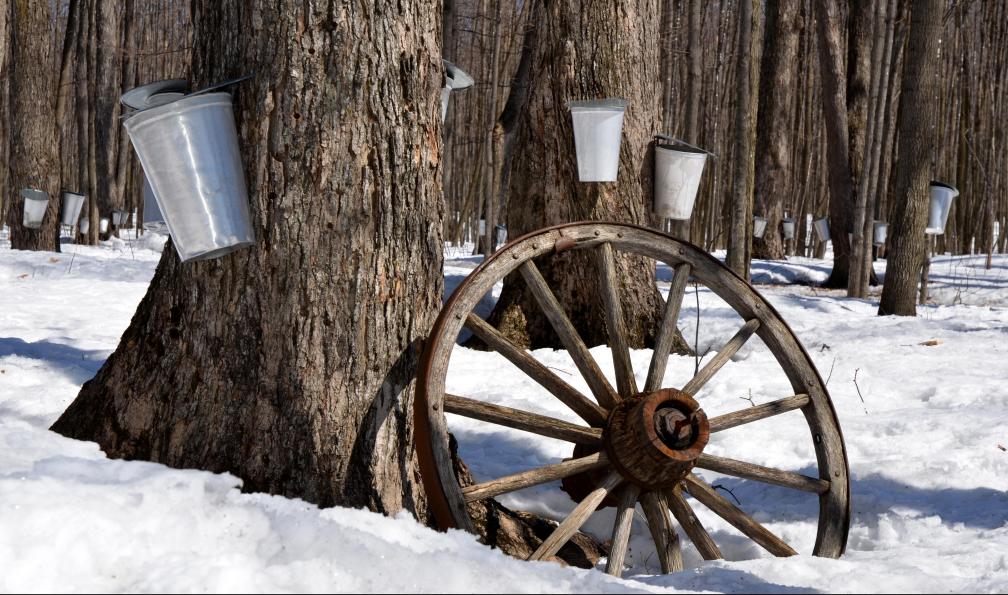 Diapicard - Pixabay - La récolte traditionnelle de la sève d'érable, Canada - Entre chiens et loups au Québec - 4