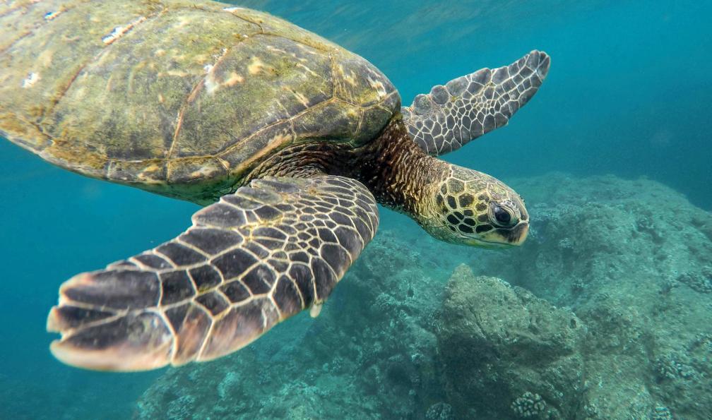 Adobe stock - Tortue dans la mer des Iles Galapagos, Equateur - L'Équateur au rythme des volcans et des Galápagos - 9