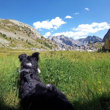 randonnée avec son chien queyras