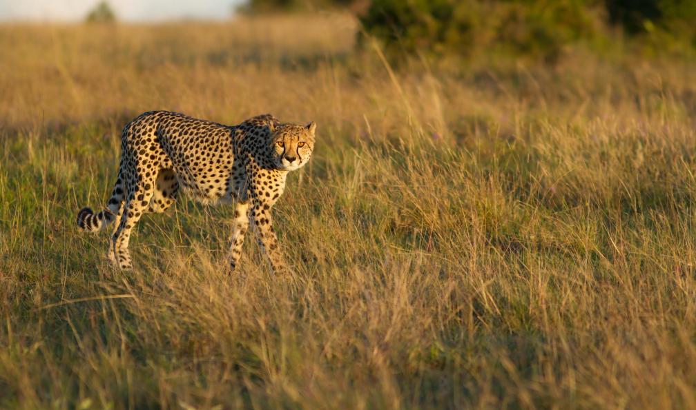 JasonPrince -  istock -  Guépard Cheetah, Afrique du sud - En piste pour le Namib - 4