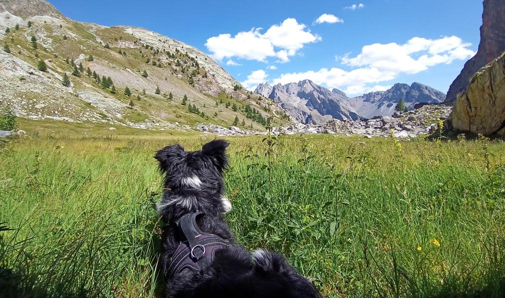 Voyage en Haute Montagne - Itinérance en Queyras avec son chien