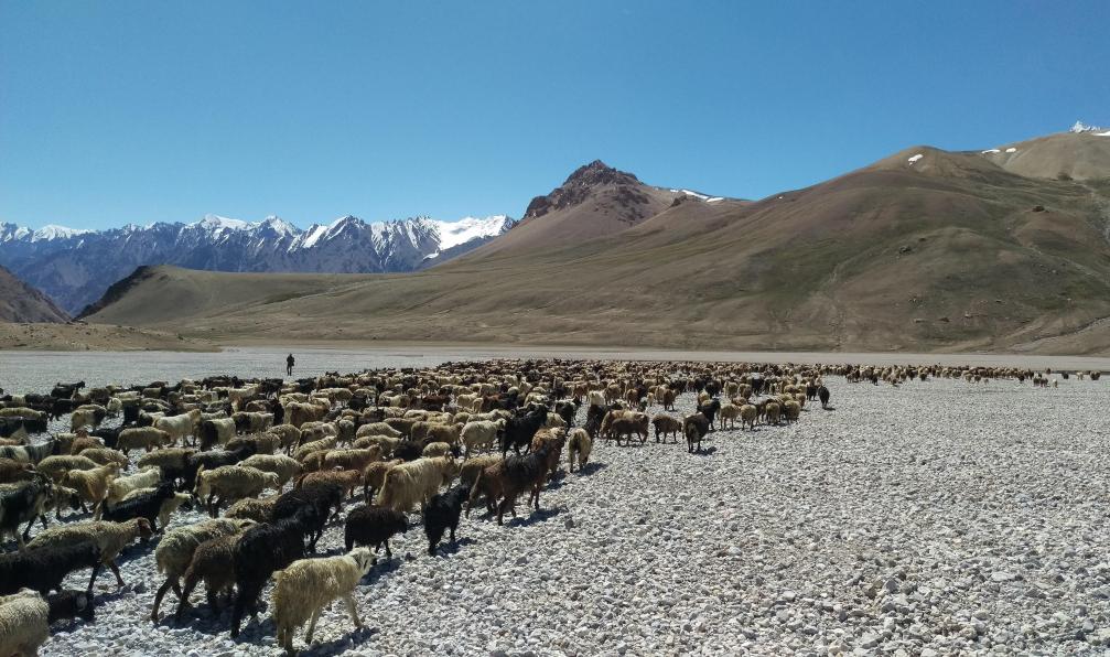 ZA Photography - Adobe stock - Chèvres et moutons se dirigeant vers la zone de pâturage. Col Shimshal 4700m, Hunza, Pakistan - Le trek de Shimshal et la vallée de la Hunza - 6