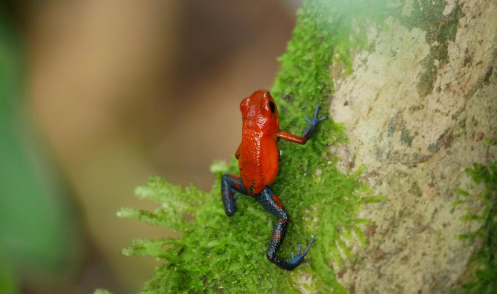 De Looze - Charline - Grenouille rouge aux pattes noires, Finca Sura, Sarapiqui, Costa Rica - A la recherche du mono titi - 5