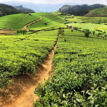 le sri lanka en été