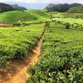 le sri lanka en été