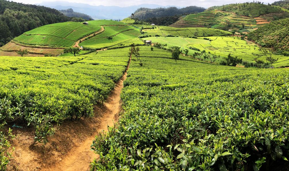 sri-lanka-le-sri-lanka-en-ete