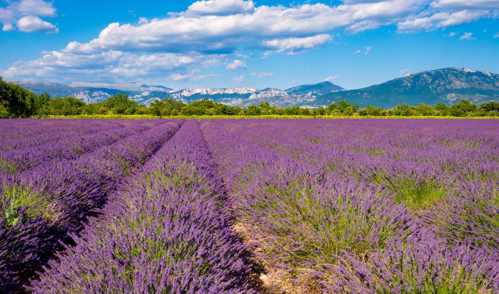 salparadis - Adobe stock - Champ de lavande dans le Verdon, Provence, France - Les gorges du Verdon en étoile - confort - 3
