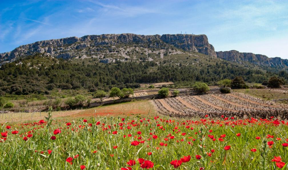 Guy - Adobe stock - Tautavel, coquelicots, vigne et montagnes, Pyrénées, France - Des Châteaux Cathares à la Méditerranée - 8