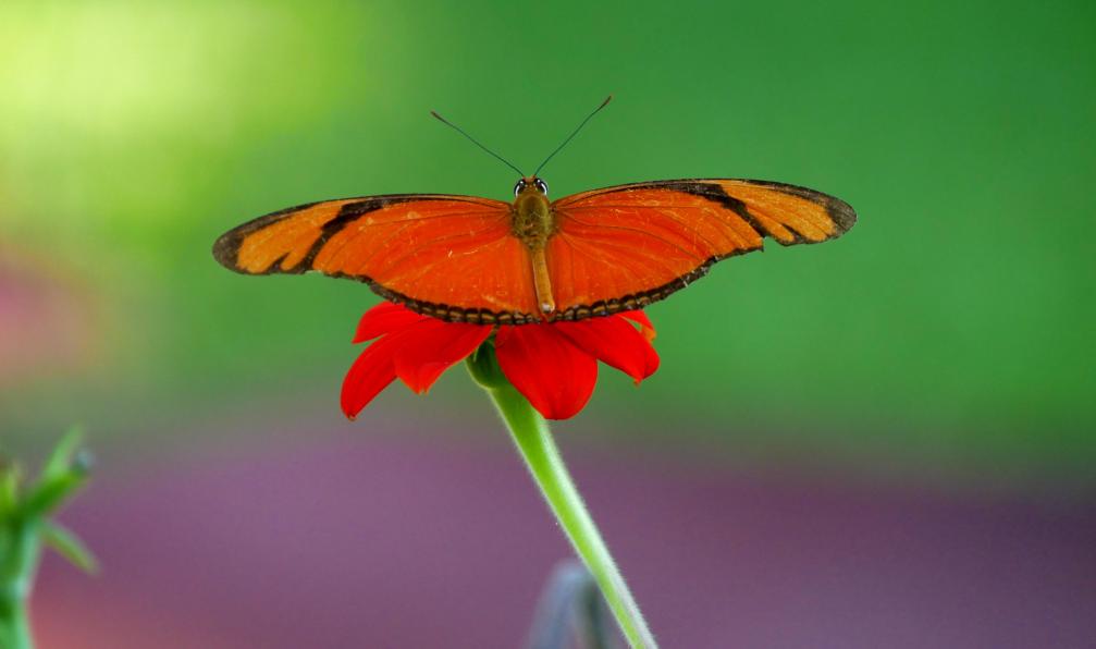 De Looze - Charline - Papillon orange Dryas iulia, le Flambeau, unique espèce du genre Dryas, est un lépidoptère appartenant à la famille des Nymphalidae, Amazonie - Au pays de l'inca et Amazonie - 17