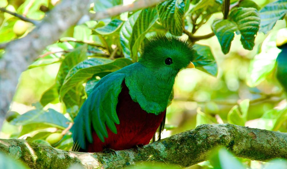 aleksandar-popovski- - aleksandar-popovski- - Unsplash - Le quetzal, fabuleux oiseau, Costa Rica - Multi-activités du Pacifique aux Caraïbes - 5