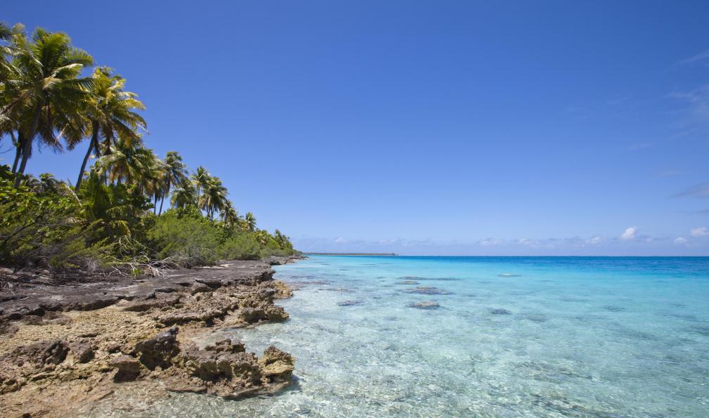 Istock -  Côte rocheuse avec palmiers, La Réunion. - La Réunion intensément - 1