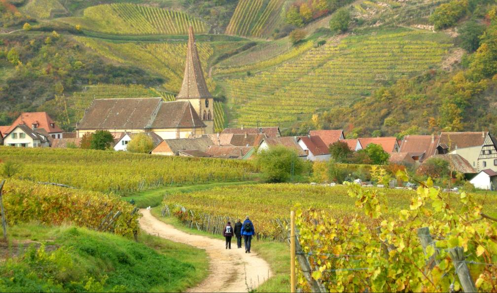 Horizons Alsace - Arrivée au travers des vignes au village de Niedermorschwihr, France - Trek alsacien, entre vignes et montagnes - 6