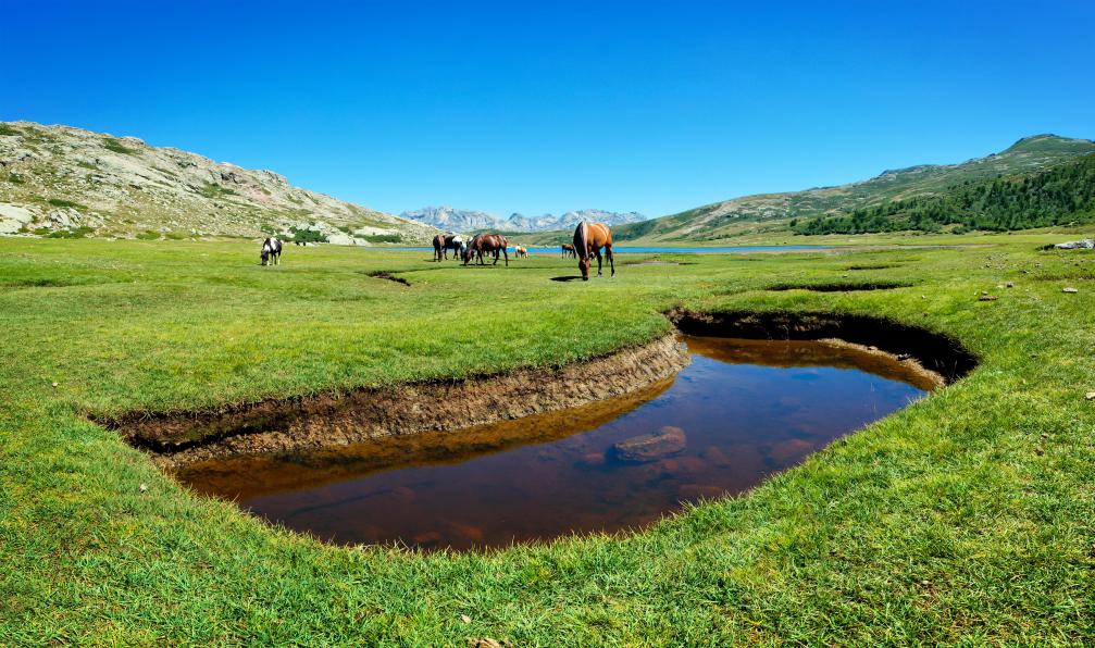 Frog 974 - Adobe stock - Chevaux qui pâturent dans les pelouses herbeuses appelées pozzines, lac de Nino, Haute Corse - Découverte du GR20 sud - 5