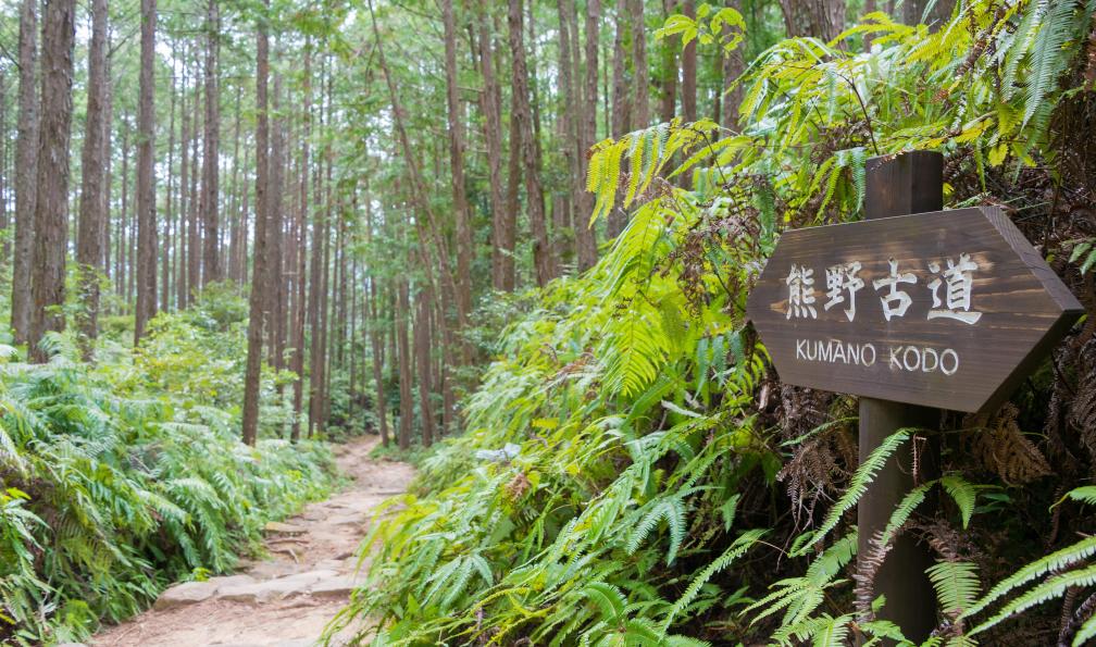 beibaoke - Adobe Stock - Sentier dans le site du patrimoine mondial de l'UNESCO entre Fushiogami-oji et Kumano Hongu Taisha sur Kumano Kodo entouré de cyprès, Wakayama, Japon.  - Mont Fuji, Alpes japonaises & Kumano Kodo - 7