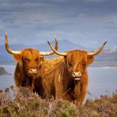circuit ecosse