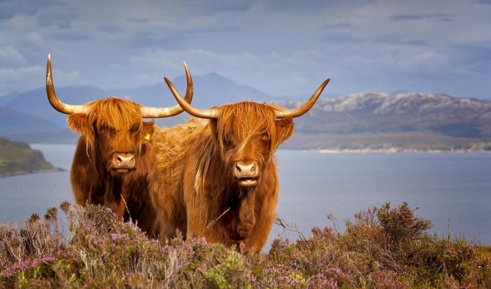 Trek - Ecosse sauvage : des Highlands à l\'île de Skye