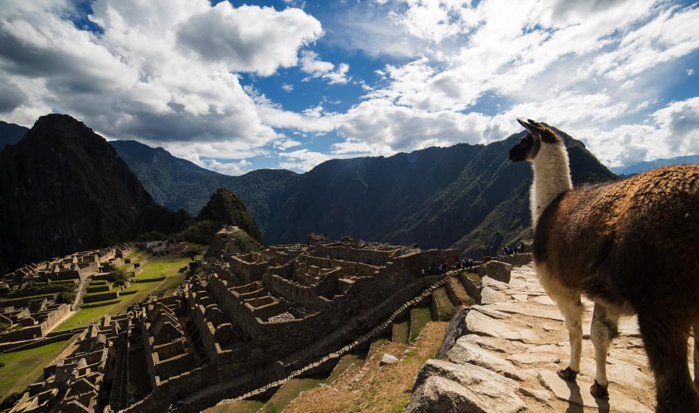 Lama et Machu Picchu, Pérou. - Tour de l'Ausangate et cordillère Blanche - 1
