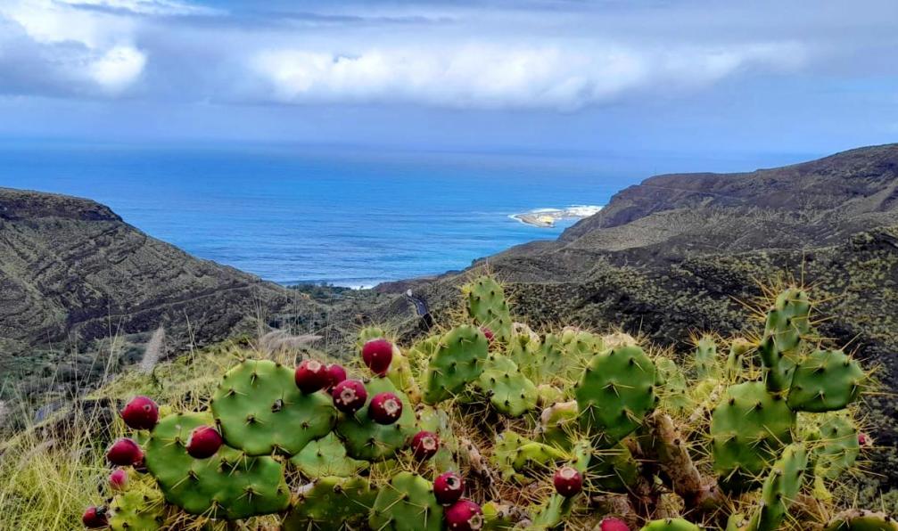 Mandou -  Alicia -  Barranco Guayedra, Gran Canaria - Les richesses de Gran Canaria - 2