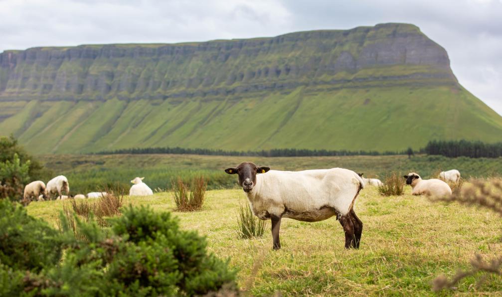 Buysse - Katrien - Adobe Stock - Moutons dans les montagnes, Ben Bulben, Irlande du Nord - Donegal & Irlande du nord à votre rythme - 2