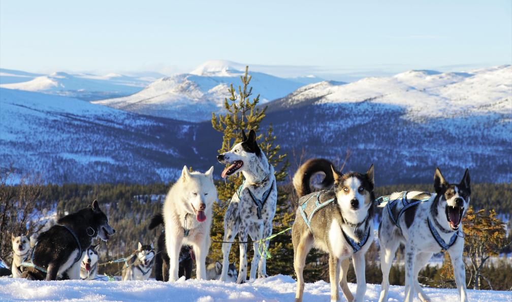 norvege-multiactivite-hiver-en-famille-hedmark