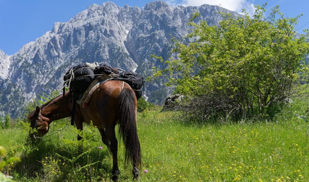 Stefan - Adobe stock - Cheval se reposant pendant une randonnée dans les Alpes albanaises - Itinérance sur le sentier Peaks of the Balkans  - 2